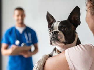 VET_pes-bostonsky_terier_veterinar