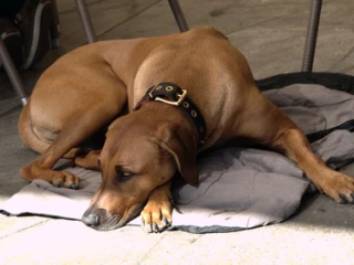 veterina_pes_rhodesky_ridgeback