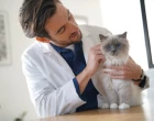 VET_kocka_veterinar_doktor_vysetreni