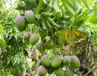 Mangifera indica