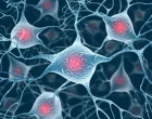 Neuron