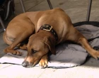veterina_pes_rhodesky_ridgeback