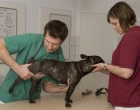 pes_klouby_veterinar_vysetreni_veterina