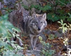 vlk obecný, canis lupus