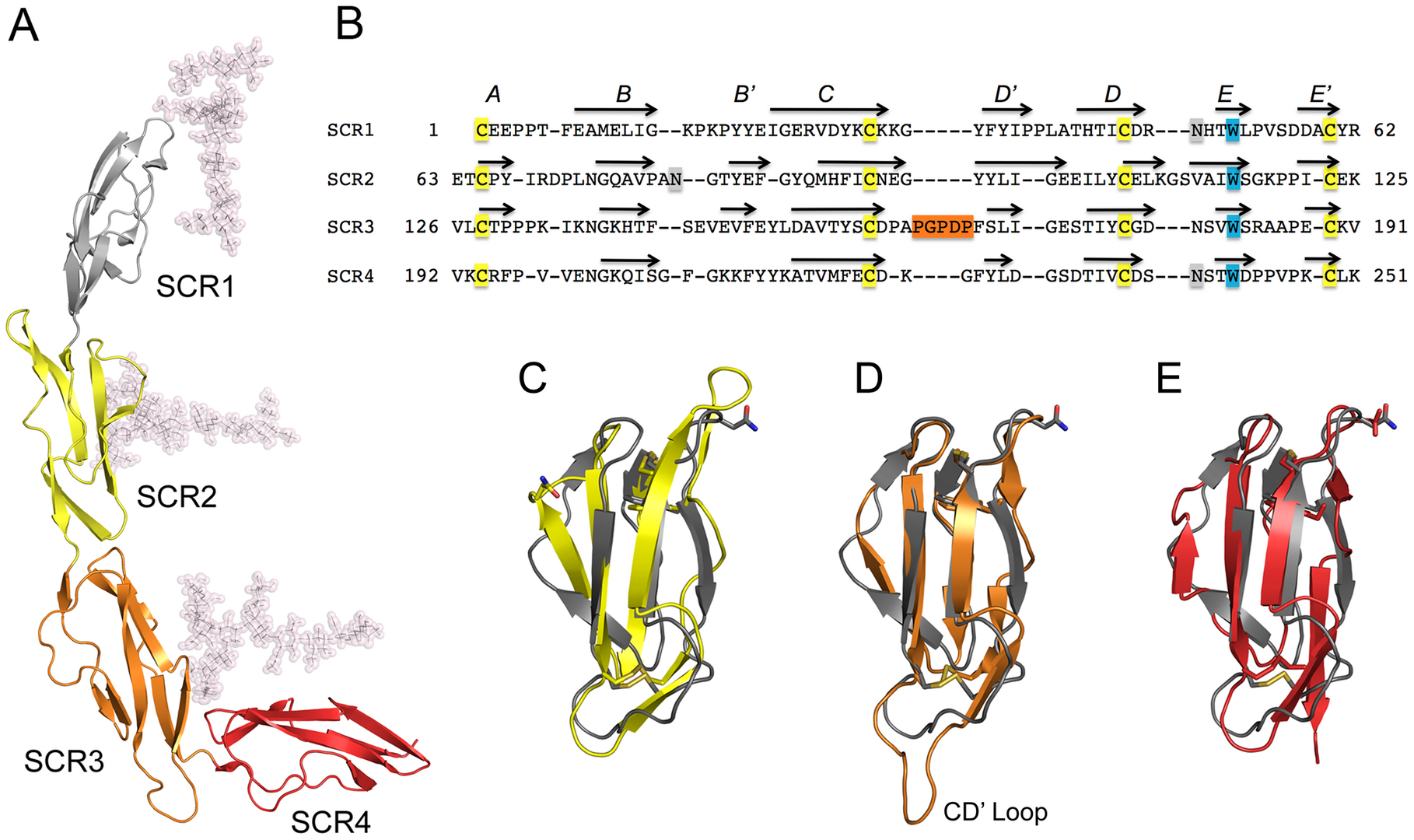 Structure Of The Extracellular Portion Of CD46 Provides Insights Into ...