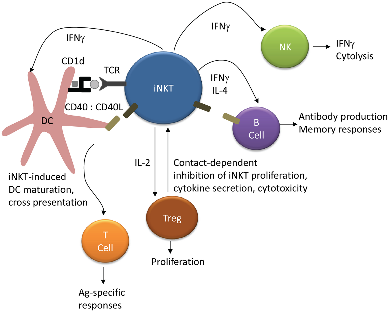 Invariant NKT Cells: Regulation And Function During Viral Infection ...