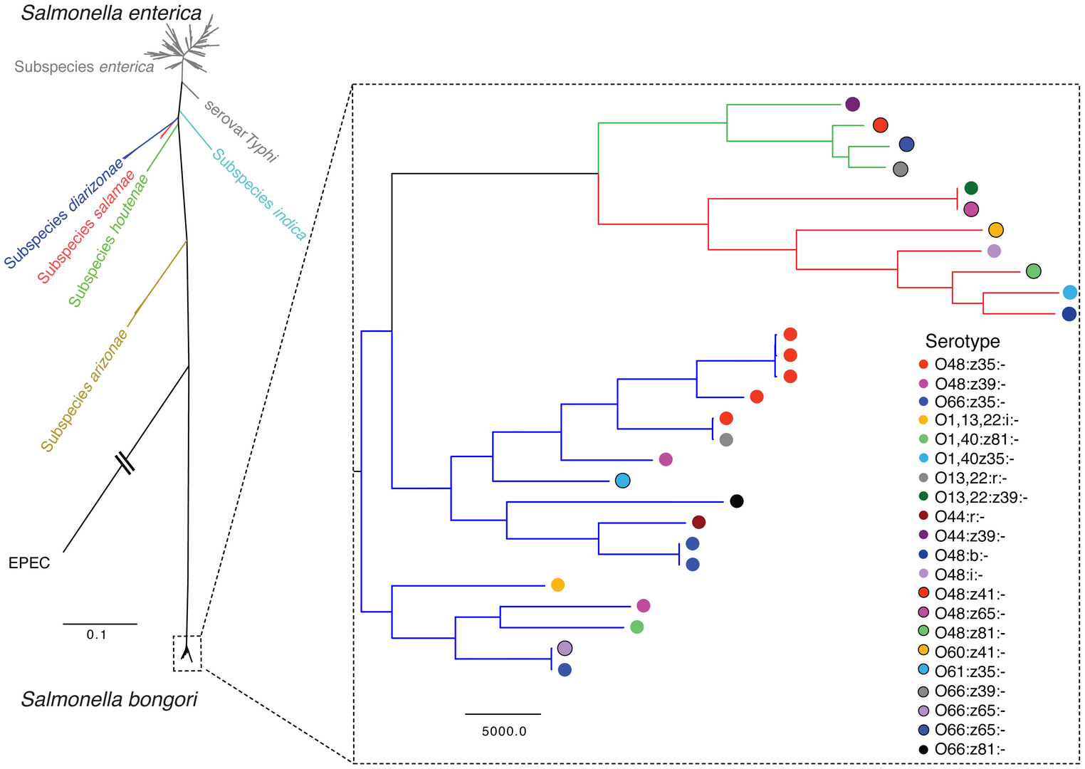 Provides Insights Into The Evolution Of The Salmonellae | ProLékárníky.cz