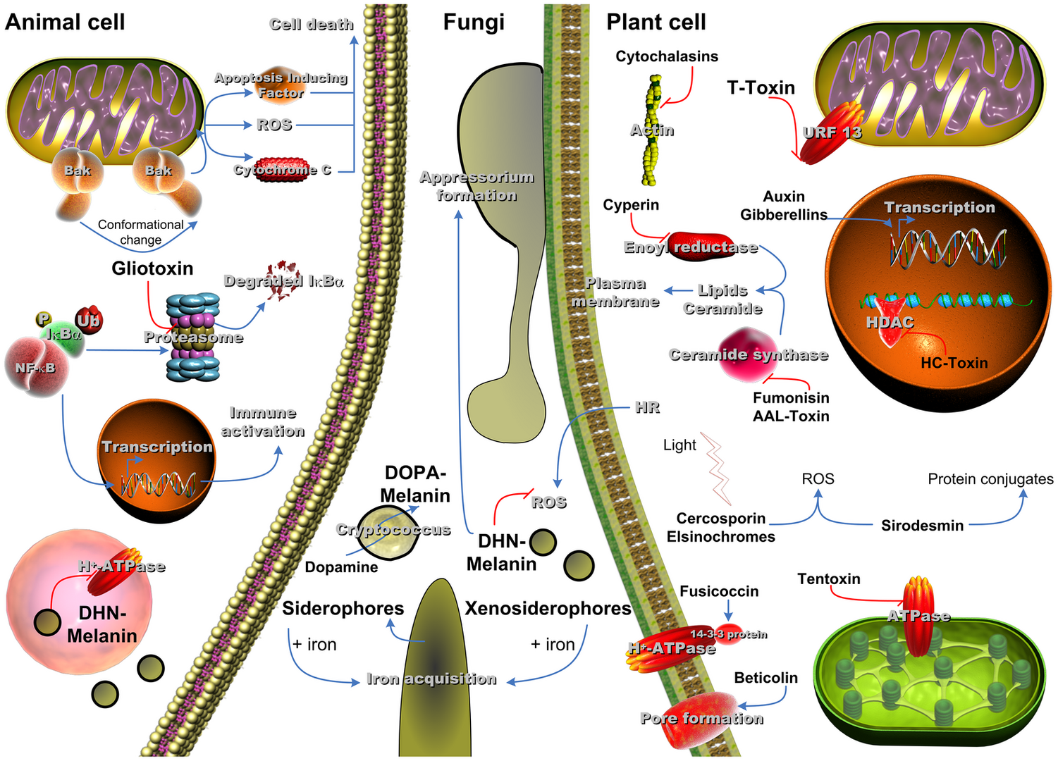 Human and Plant Fungal Pathogens: The Role of Secondary Metabolites ...