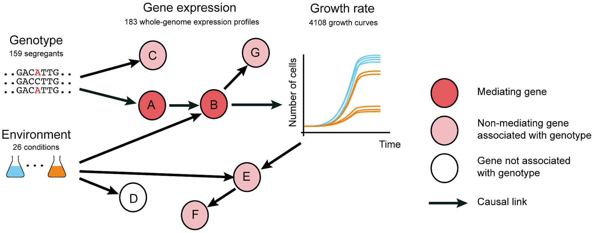 Genotype-Environment Interactions Reveal Causal Pathways That Mediate ...