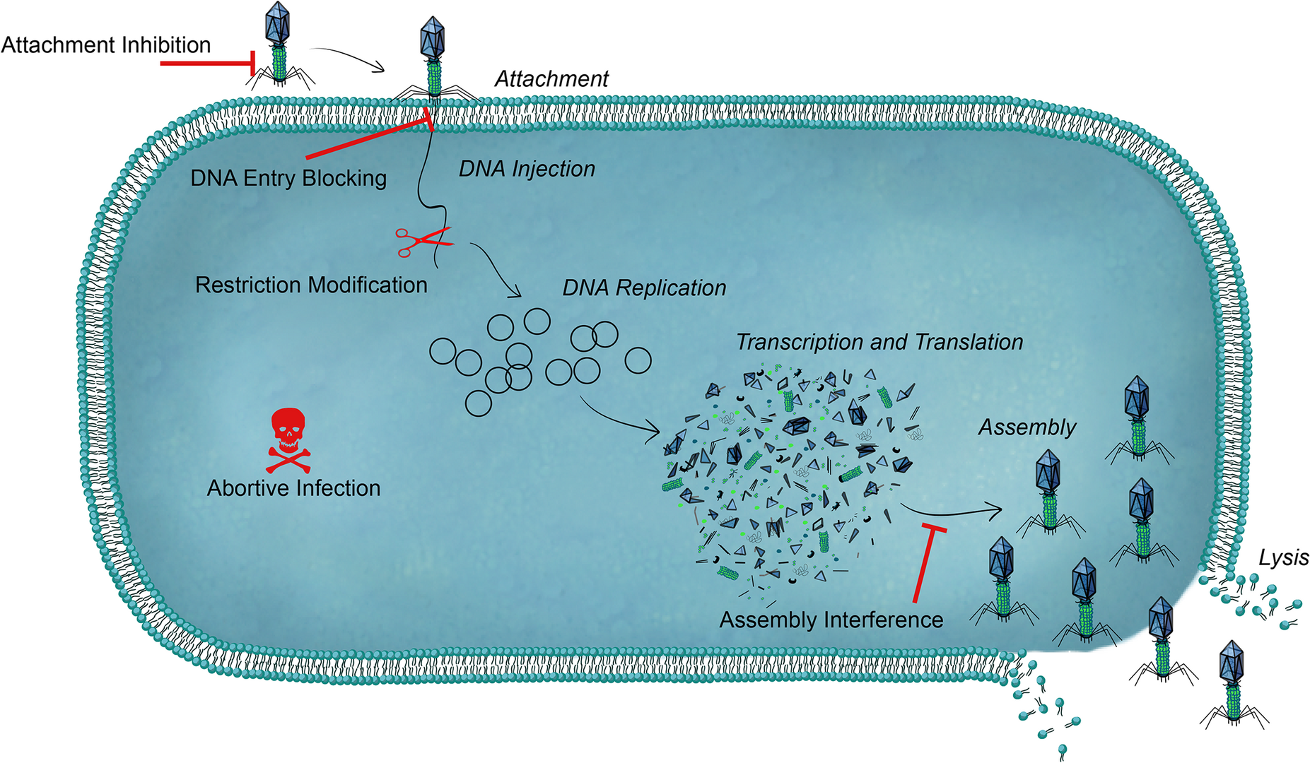 Battling Phages: How Bacteria Defend Against Viral Attack | ProLékárníky.cz